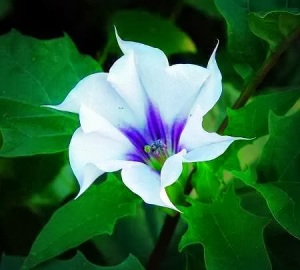 Datura_stramonium_flower